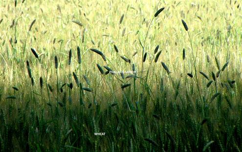 Phalaris minor